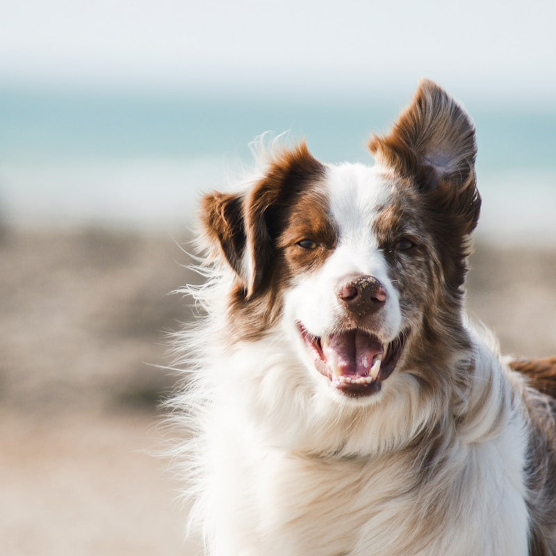 For Dogs