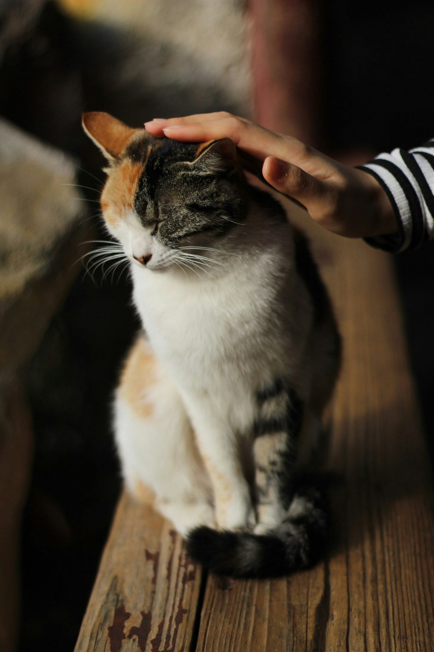 For Cats