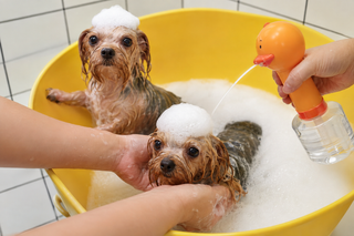 USB Rechargeable Electric Pet Foam Bath Sprayer