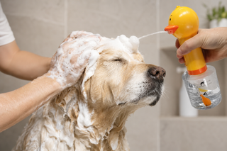 USB Rechargeable Electric Pet Foam Bath Sprayer