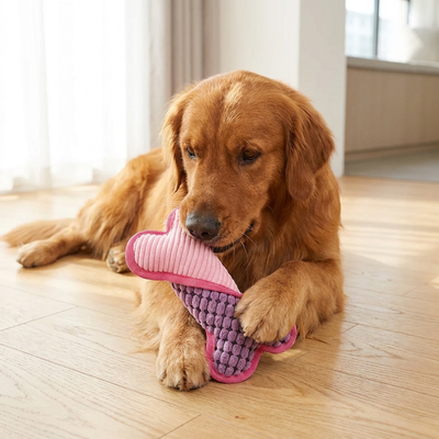 Pet owner in a tidy home