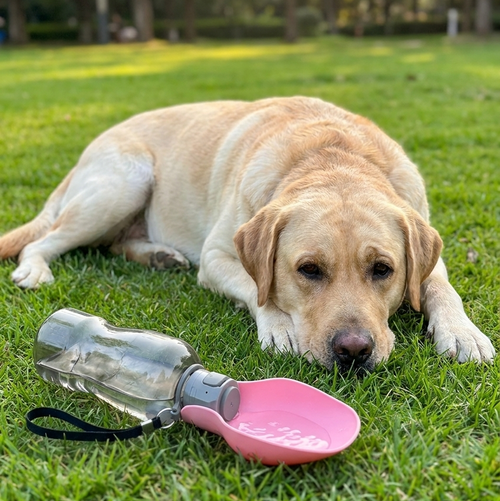 800ml Portable Pet Water Bottle for Dogs & Cats