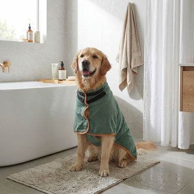 Happy dog at rest in a beautiful space